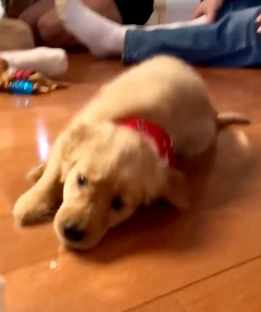 ゴールデンレトリーバー,動画