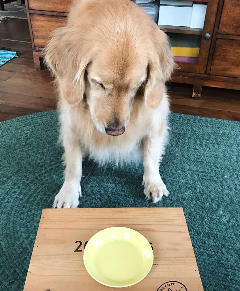 ゴールデンレトリーバー,動画