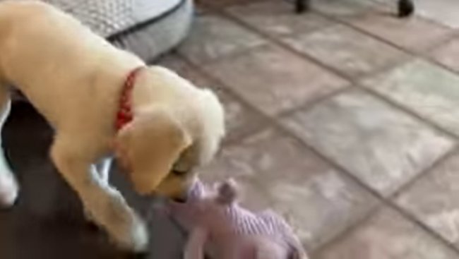 ラブラドールレトリーバー,動画