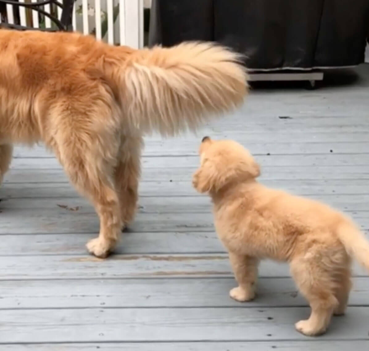 ゴールデンレトリーバー,動画