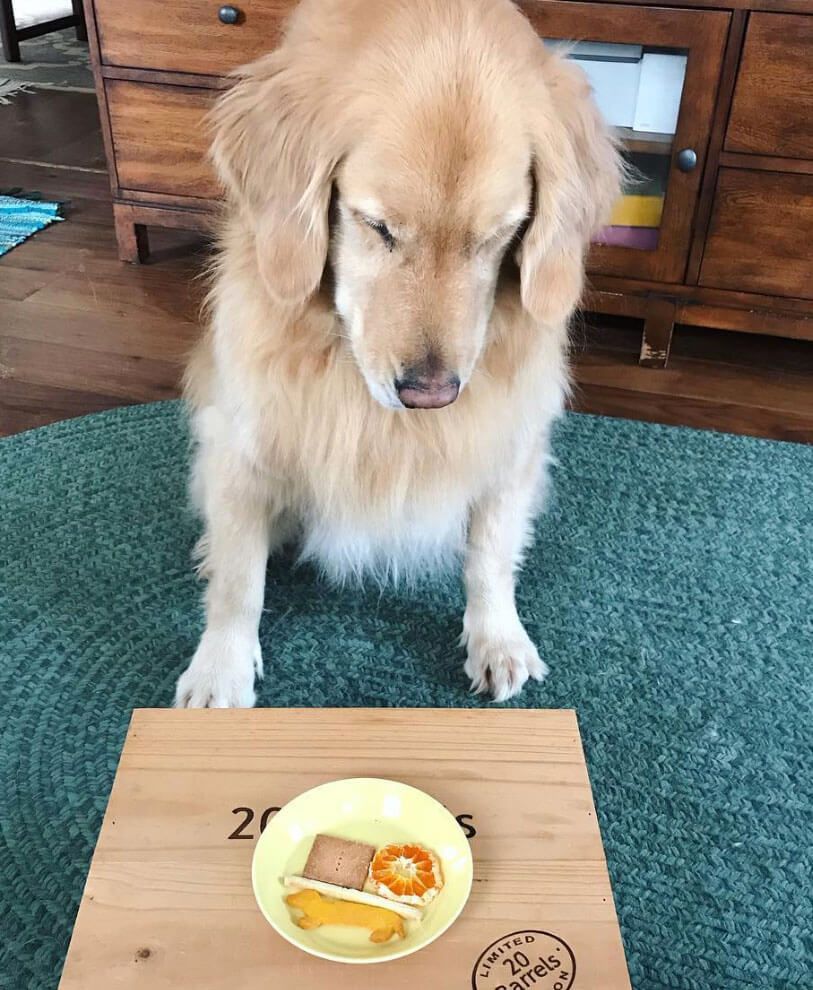 ゴールデンレトリーバー,動画