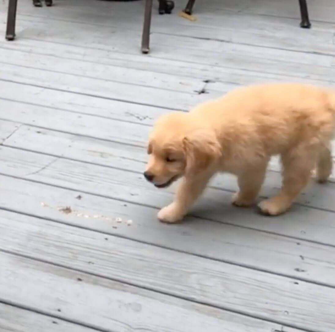 ゴールデンレトリーバー,動画