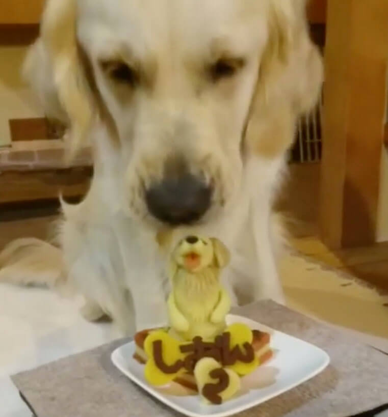 ゴールデンレトリーバー,動画