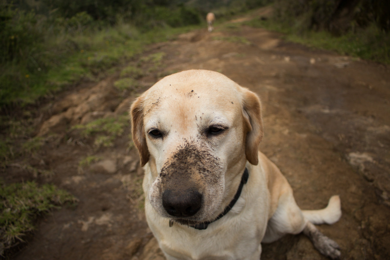レトリーバー,コロナウィルス