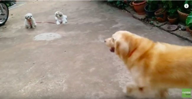 ゴールデンレトリーバー,動画