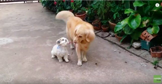 ゴールデンレトリーバー,動画