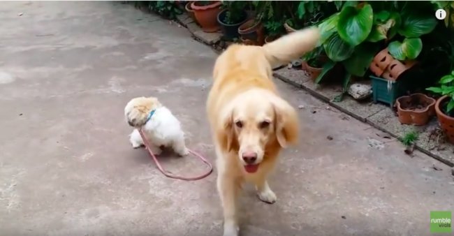 ゴールデンレトリーバー,動画