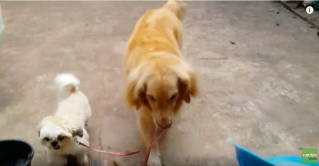 ゴールデンレトリーバー,動画