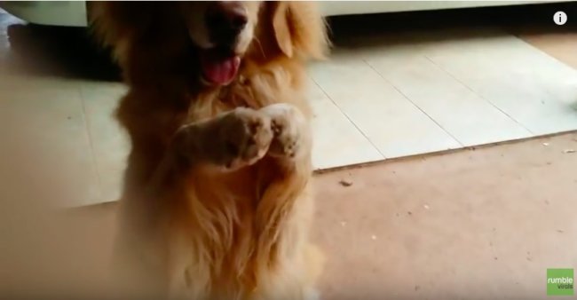 ゴールデンレトリーバー,動画