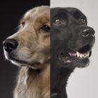 【特集】ゴルの魅力 vs ラブの引力