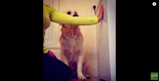 ゴールデンレトリーバー,動画