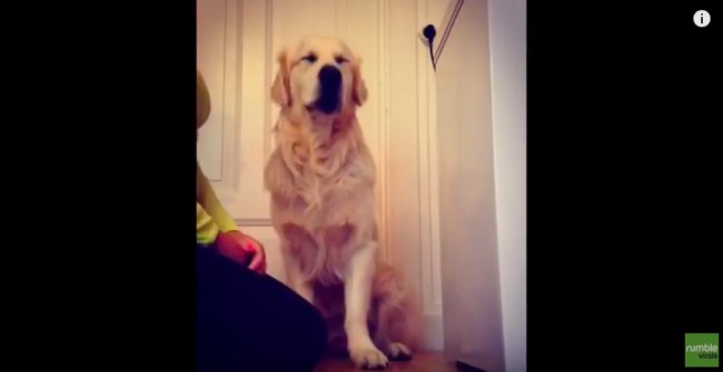 ゴールデンレトリーバー,動画