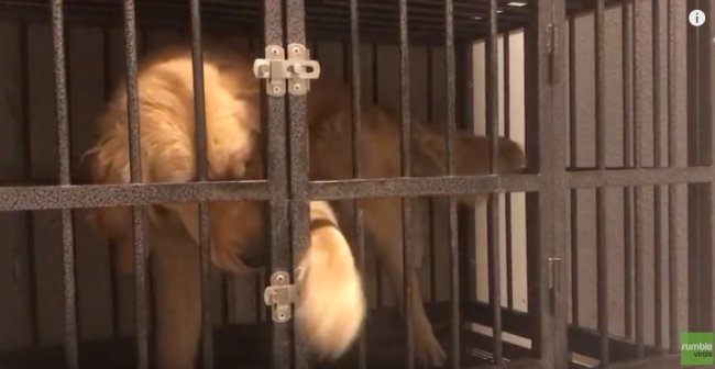 ゴールデンレトリーバー,動画