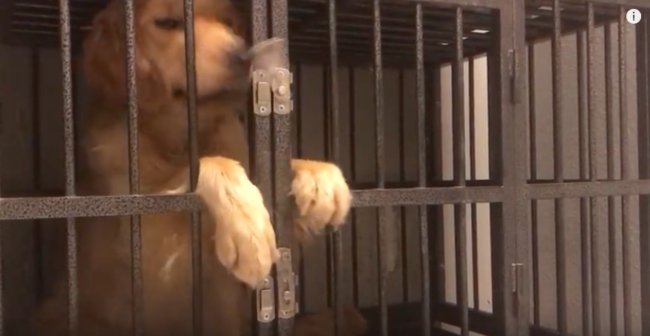 ゴールデンレトリーバー,動画