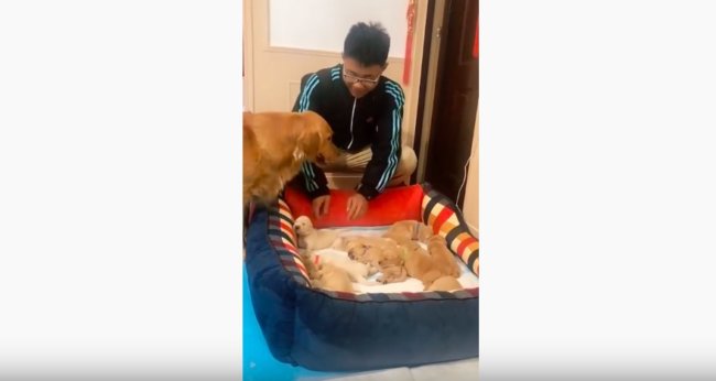 ゴールデンレトリーバー,動画