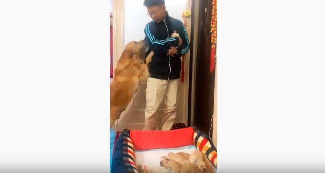 ゴールデンレトリーバー,動画