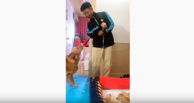 ゴールデンレトリーバー,動画