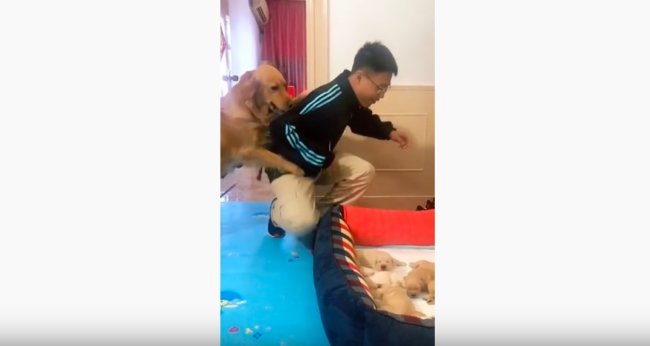 ゴールデンレトリーバー,動画