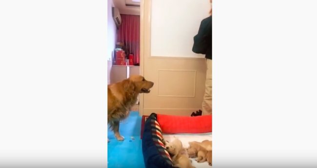 ゴールデンレトリーバー,動画