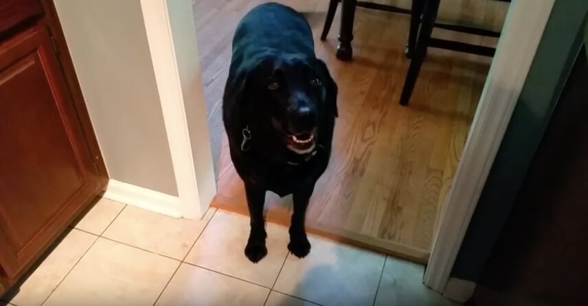 ラブラドールレトリーバー,動画