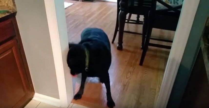 ラブラドールレトリーバー,動画