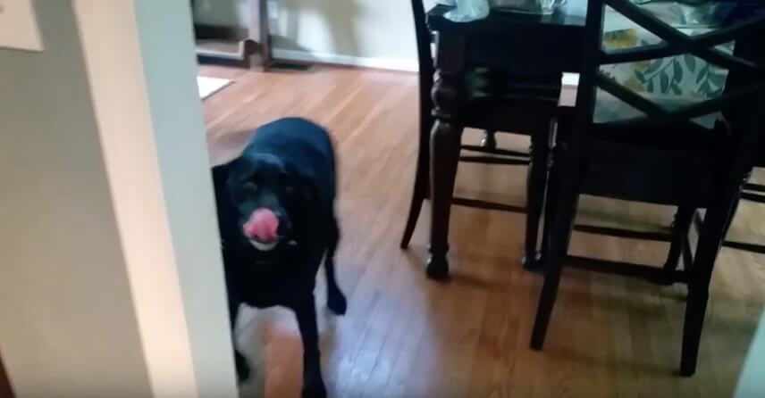 ラブラドールレトリーバー,動画