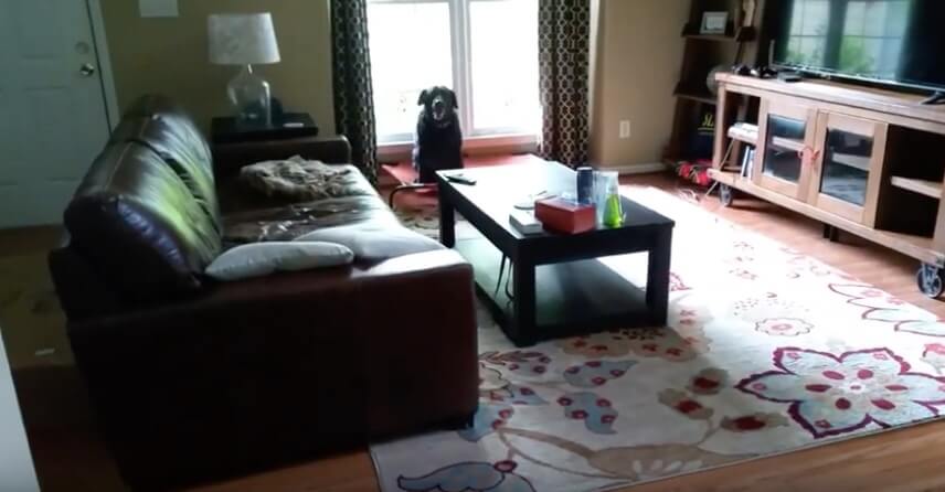 ラブラドールレトリーバー,動画