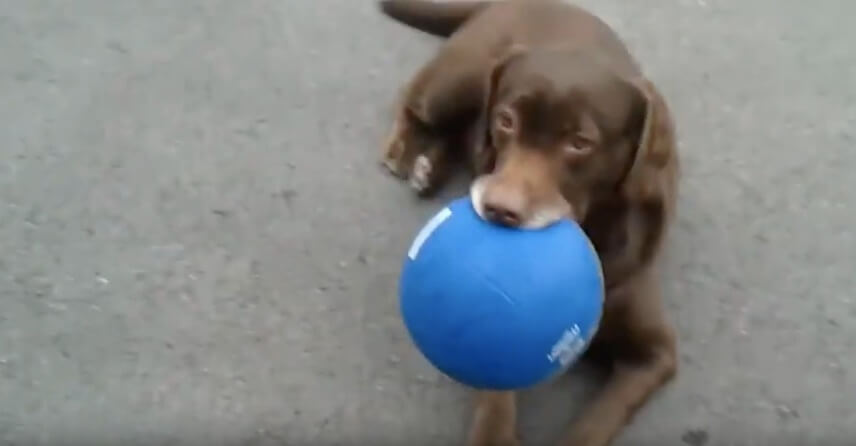 ラブラドールレトリーバー,動画