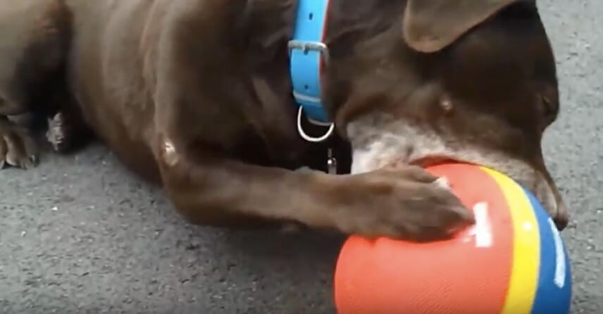 ラブラドールレトリーバー,動画