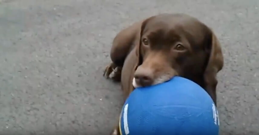 ラブラドールレトリーバー,動画