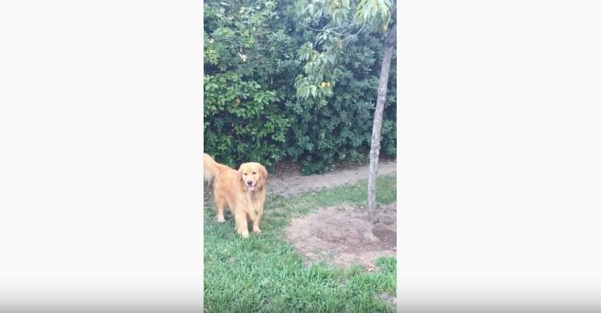 ゴールデンレトリーバー,動画