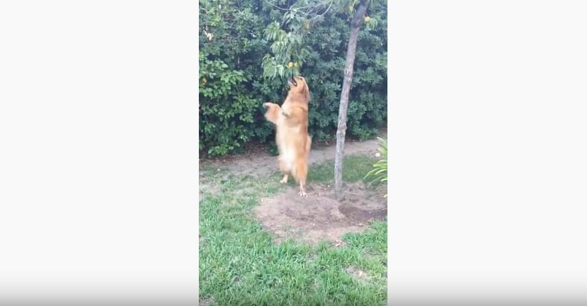 ゴールデンレトリーバー,動画