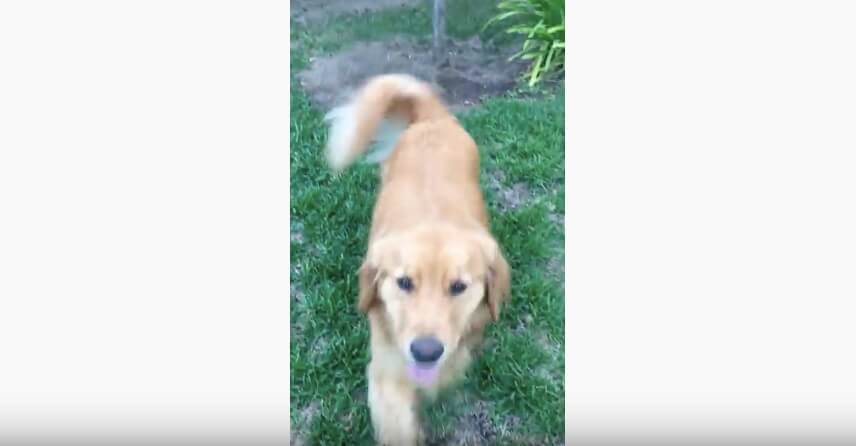 ゴールデンレトリーバー,動画