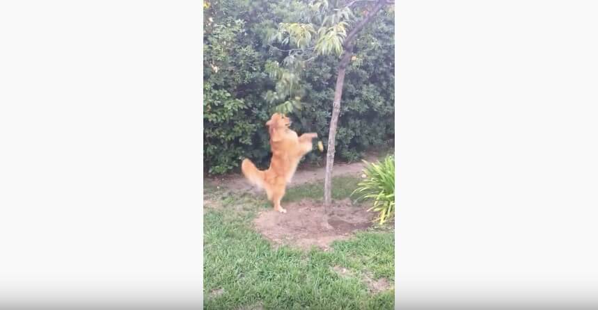 ゴールデンレトリーバー,動画