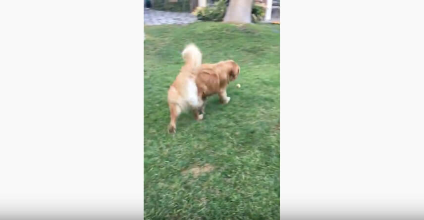 ゴールデンレトリーバー,動画