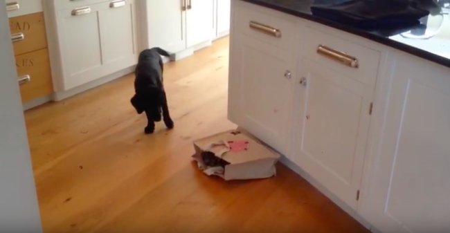 ラブラドールレトリーバー,動画