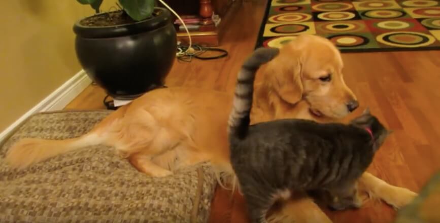 ゴールデンレトリーバー,動画