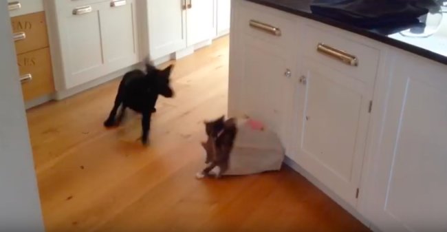 ラブラドールレトリーバー,動画