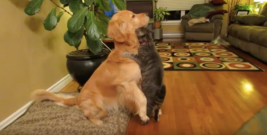 ゴールデンレトリーバー,動画