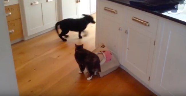 ラブラドールレトリーバー,動画