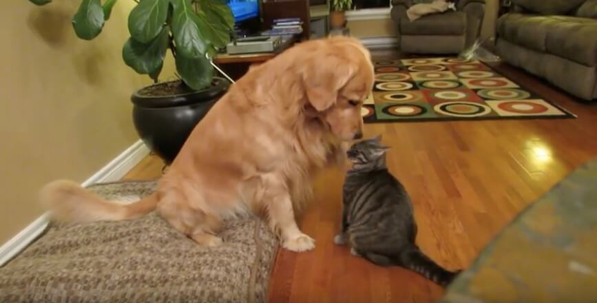 ゴールデンレトリーバー,動画