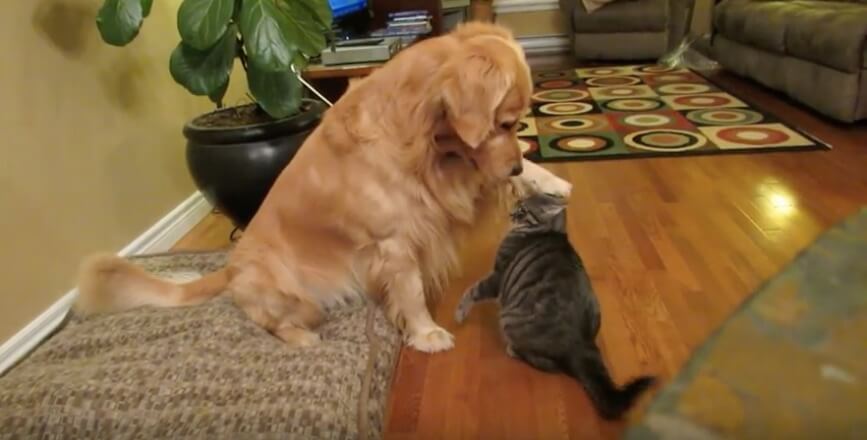 ゴールデンレトリーバー,動画