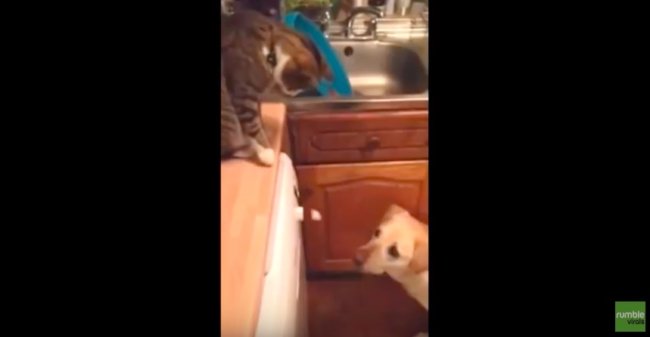 ラブラドールレトリーバー,動画