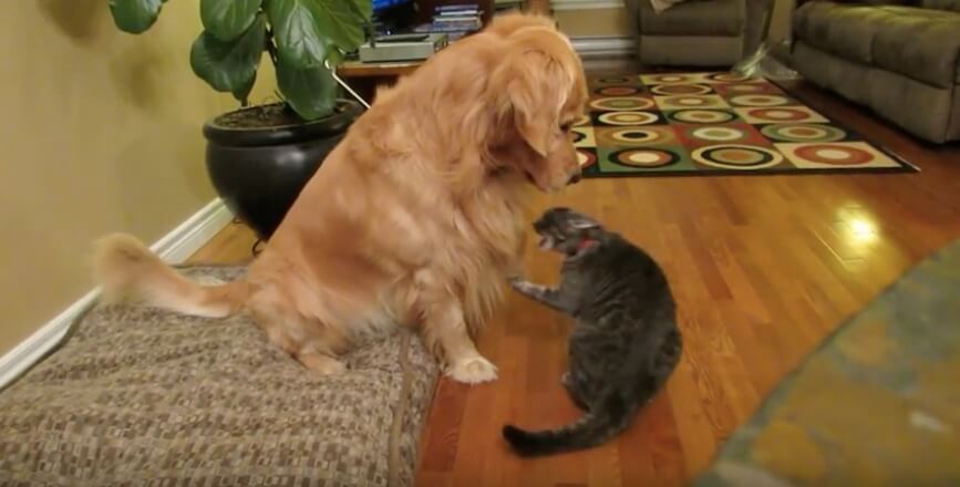 ゴールデンレトリーバー,動画