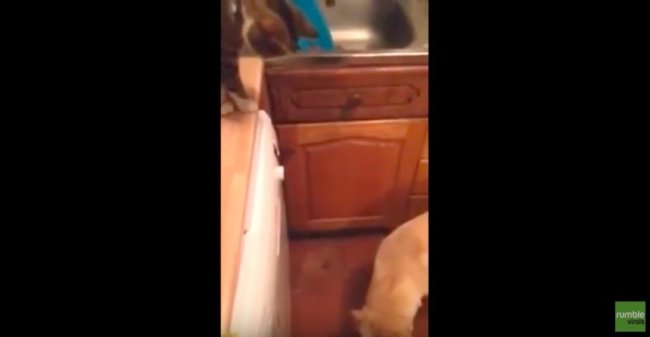 ラブラドールレトリーバー,動画