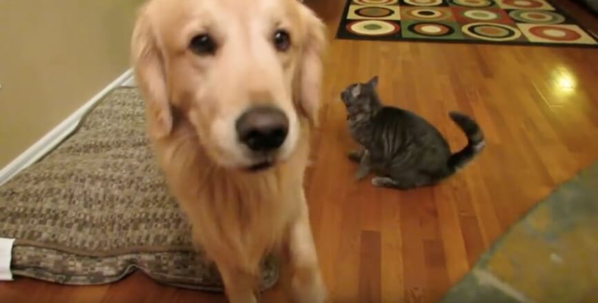 ゴールデンレトリーバー,動画