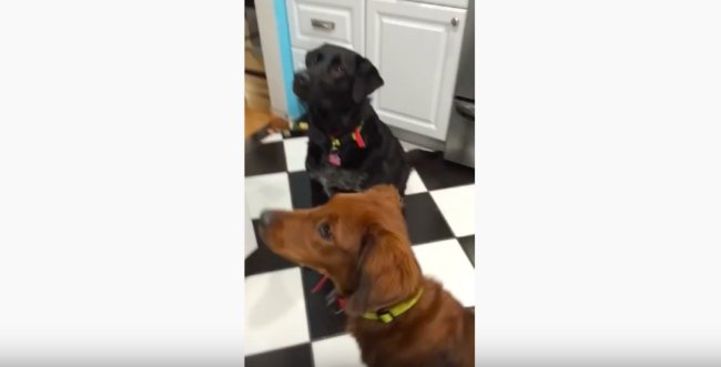 ラブラドールレトリーバー,動画