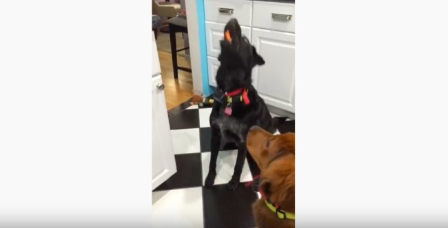 ラブラドールレトリーバー,動画