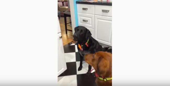 ラブラドールレトリーバー,動画