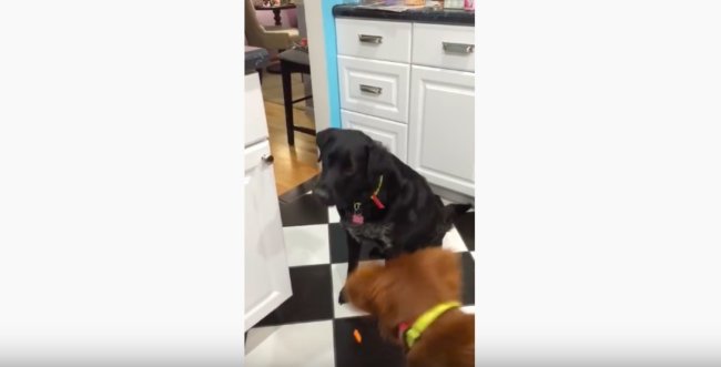 ラブラドールレトリーバー,動画